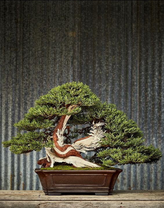 Where Bonsai Come From Almost any plant that produces woody growth in the form - photo 4