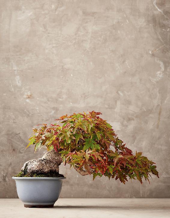 Japanese maple Bonsai can be styled in many other forms some of which have - photo 8