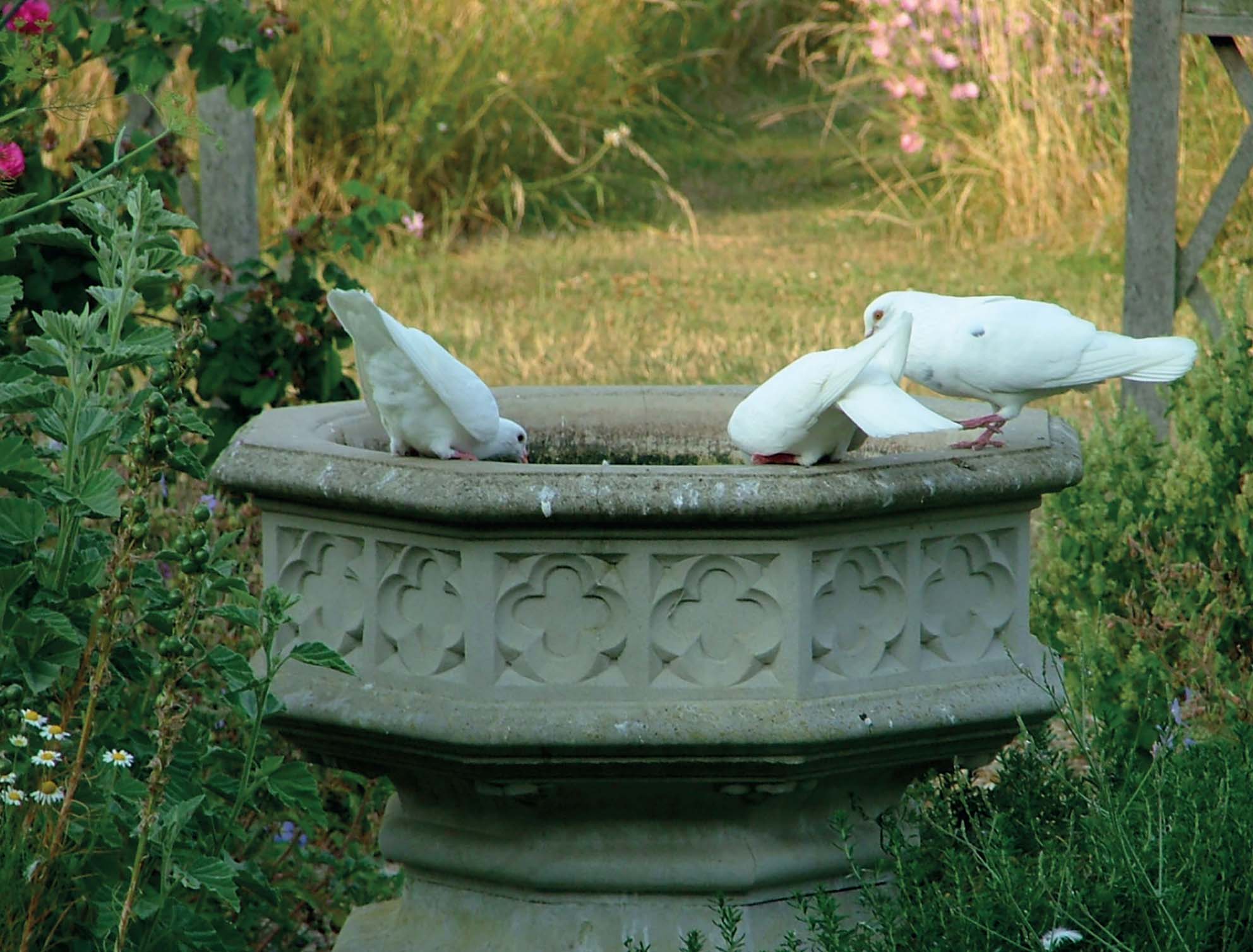 Doves added beauty to a garden but were also bred for food Medieval gardens - photo 3