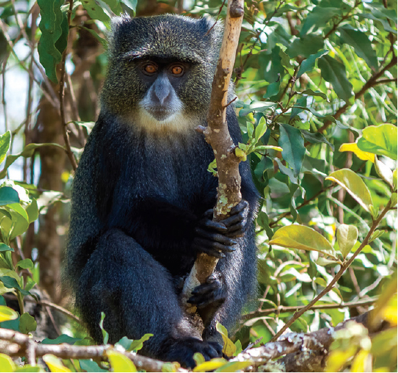 Youre likely to see the Sykes monkey Cercopithecus albogularis albogularis on - photo 18