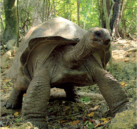 Aldabra giant tortoises Geochelone gigantea are found on Changuu Island - photo 19