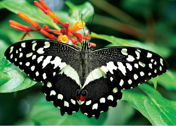 Between 200 and 300 types of butterfly can be spotted at the Zanzibar Butterfly - photo 20