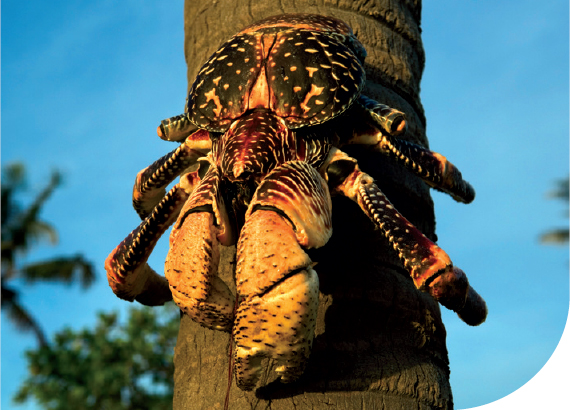 Coconut crabs Birgus latro are common on Chumbe Island AVZ The cute - photo 21