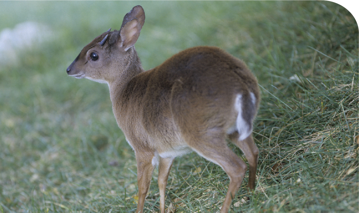 The cute Suni antelope Neotragus moschatus moschatus can be found on Mnemba - photo 22