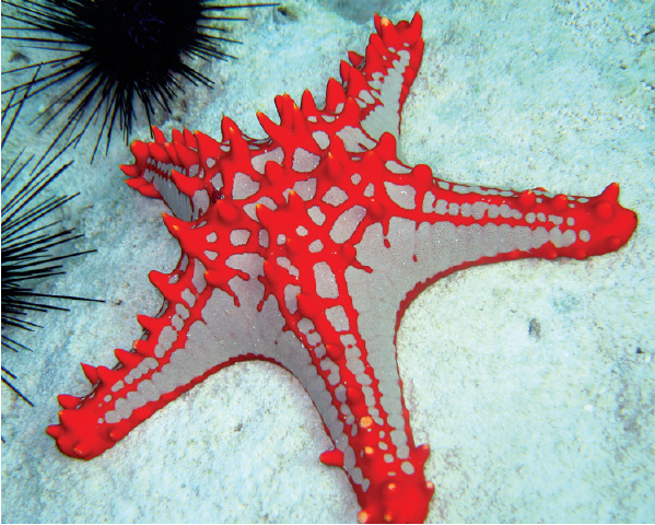 Starfish are a common sight on inter-tidal walks along the east coast of - photo 23