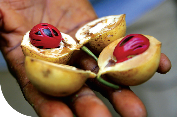 A spice tour is one of the most popular activities on Zanzibar giving visitors - photo 24