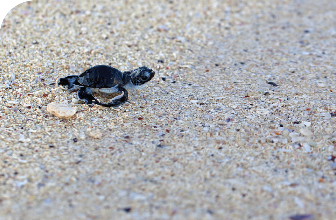 Turtles have been nesting on Tanzanian beaches for millions of years Juani - photo 26