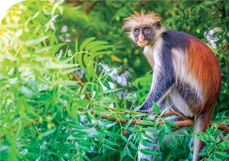 Wildlife Kirks red colobus Piliocolobus kirkii is endemic to Zanzibar and - photo 8