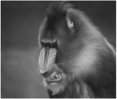 A male mandrill grinsa friendly expression abzerit via iStock In Africa I - photo 2