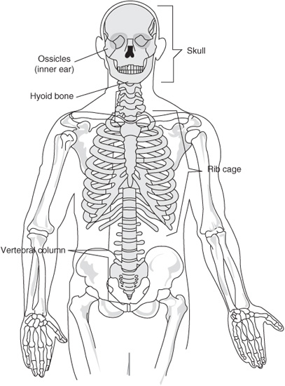 FIGURE 11 Axial Spine FIGURE 12 AS Inflammatory Disease Process - photo 3