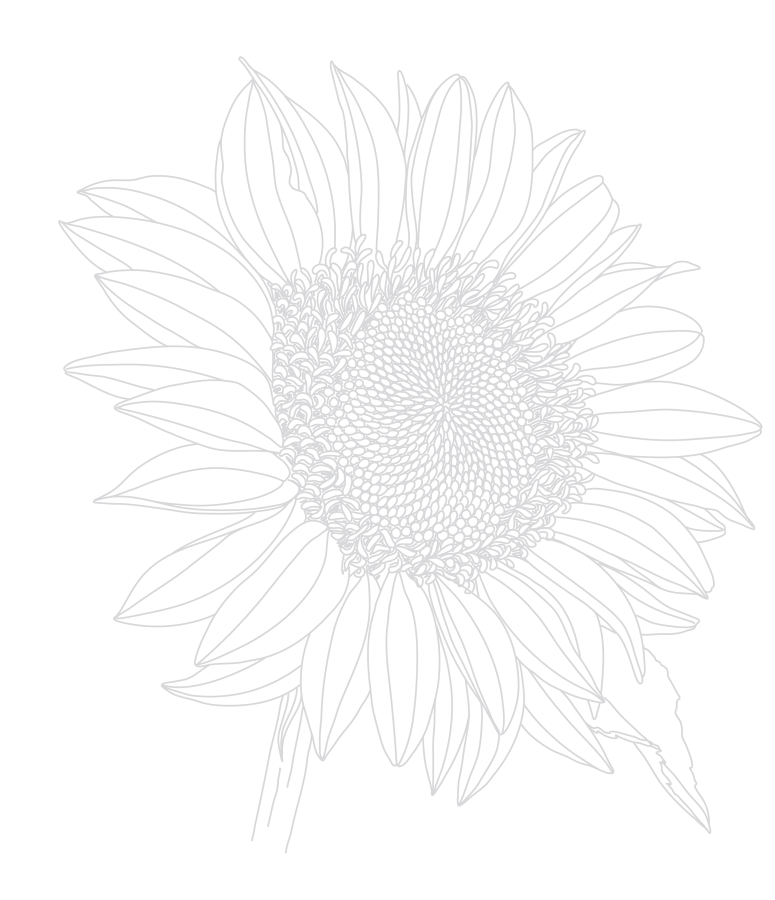 Botanical Escape 40 Beautiful Tracing Projects to Help You Unwind - photo 3