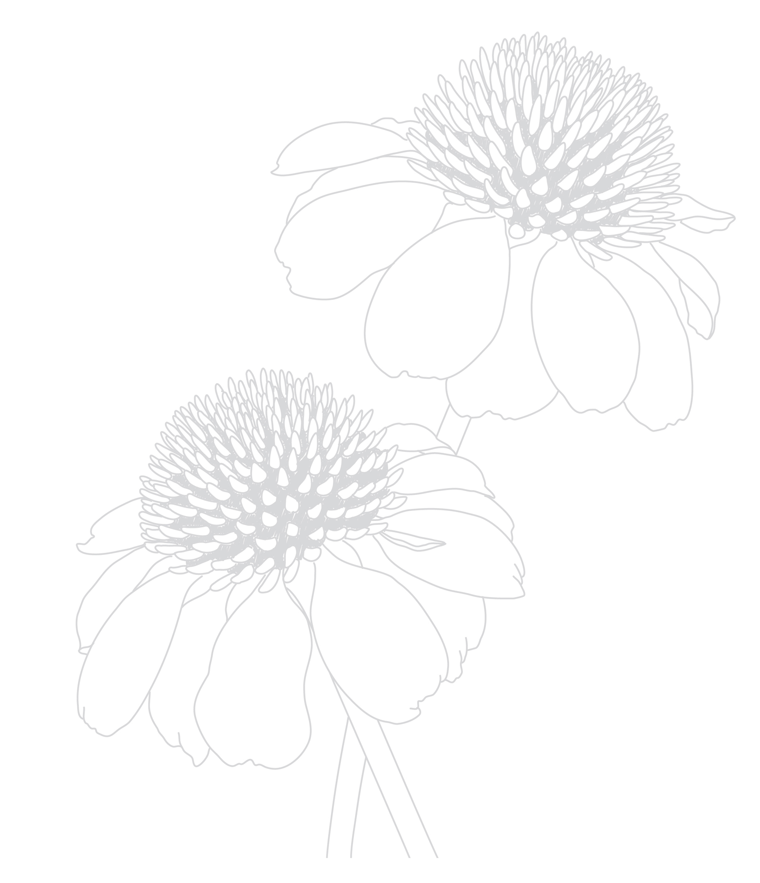 Botanical Escape 40 Beautiful Tracing Projects to Help You Unwind - photo 4