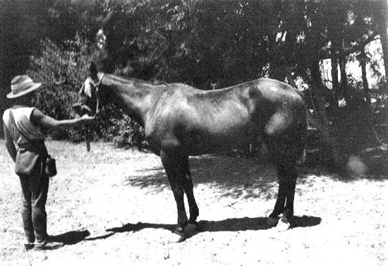 Midnight when rescued from the 11th Battalion 5th Light Horse with their - photo 14