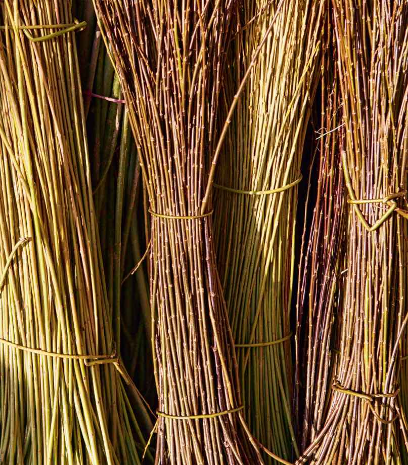 A variety of basket-making willows cut in January sorted and drying naturally - photo 4