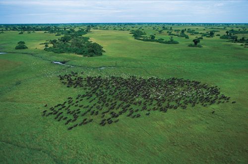 Richard Du ToitMindenCorbis Okavango Delta Botswana Yva MomatiukJohn - photo 2