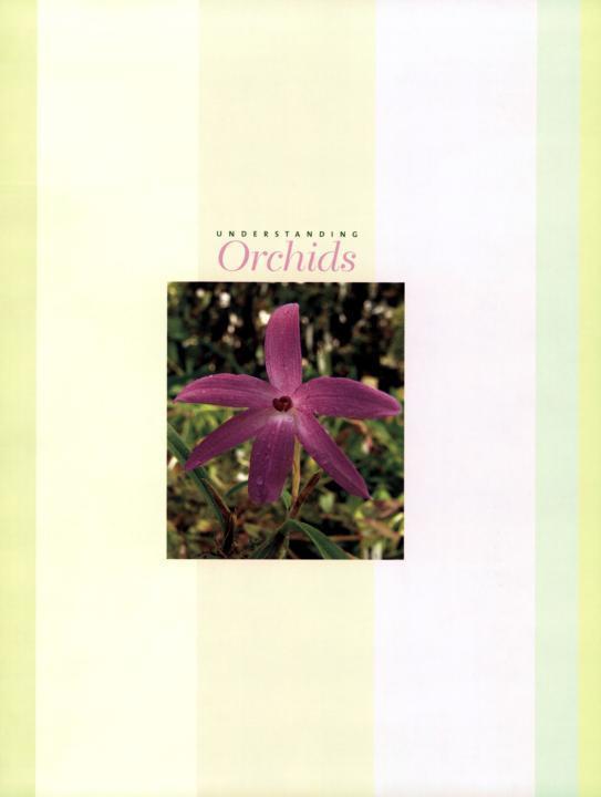 Understanding Orchids An Uncomplicated Guide to Growing the Worlds Most Exotic Plants - photo 2