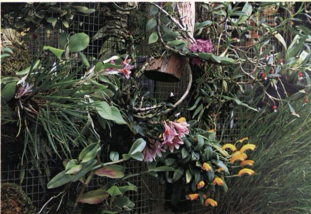 Understanding Orchids An Uncomplicated Guide to Growing the Worlds Most Exotic Plants - image 14