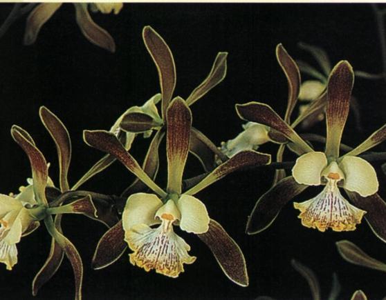 Understanding Orchids An Uncomplicated Guide to Growing the Worlds Most Exotic Plants - image 17