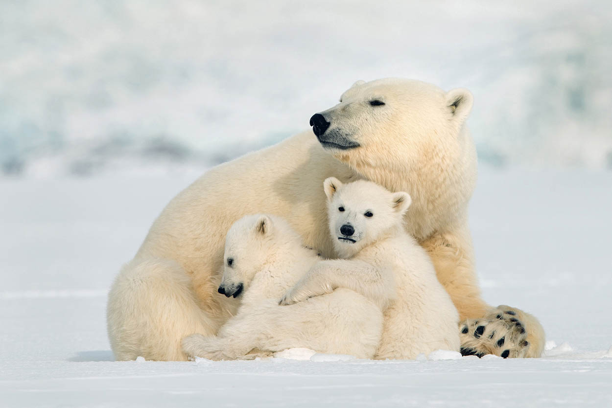 Polar Bear Capital Churchill Manitoba is a very popular attraction as - photo 5