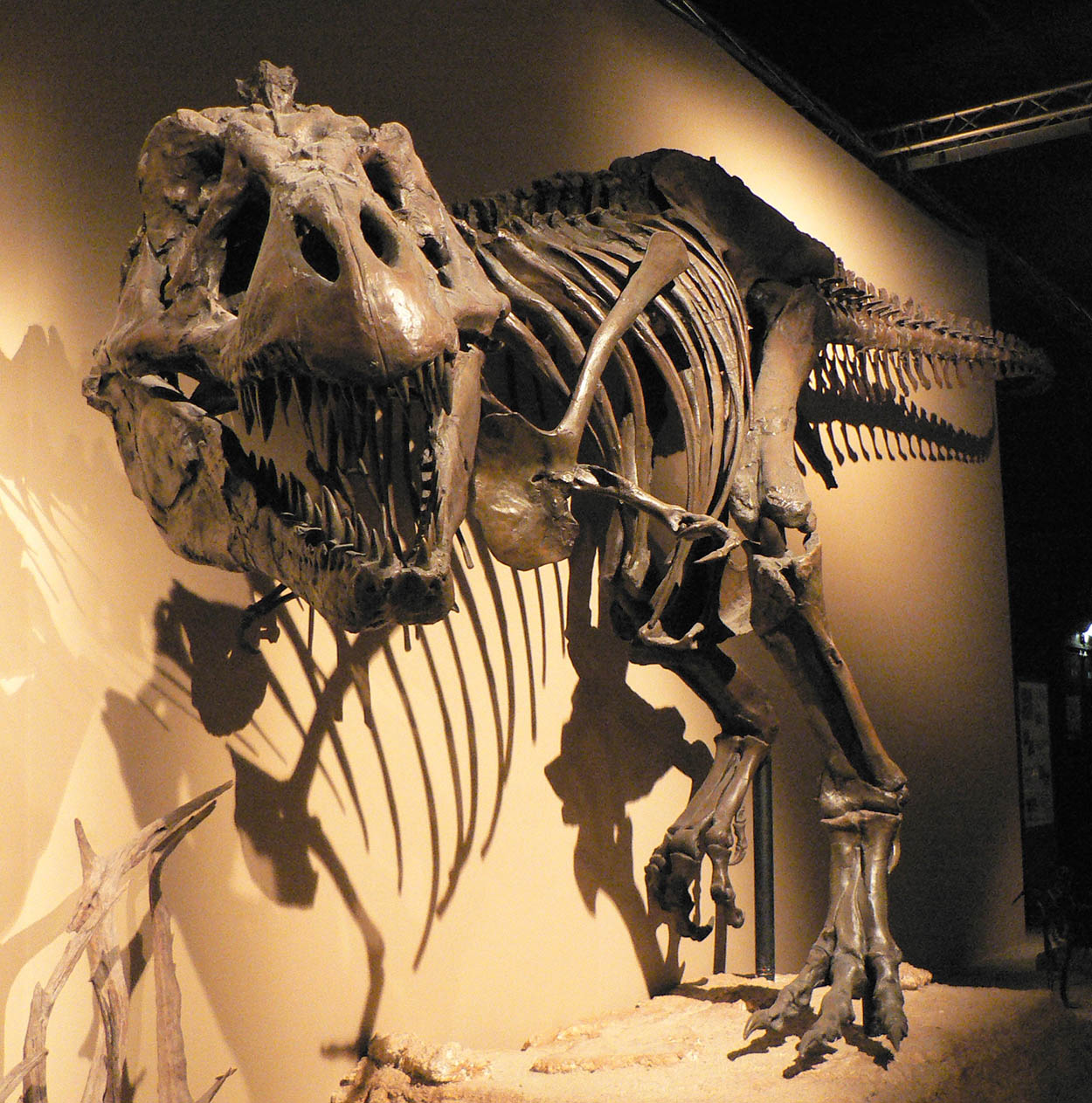 T Rex Discovery Centre Fossil-hunting is an interesting option in Eastend - photo 8