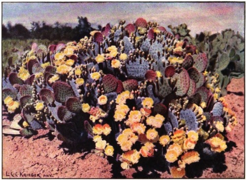 The prickly pear Opuntia chlorotica santarita of the desert in the American - photo 3