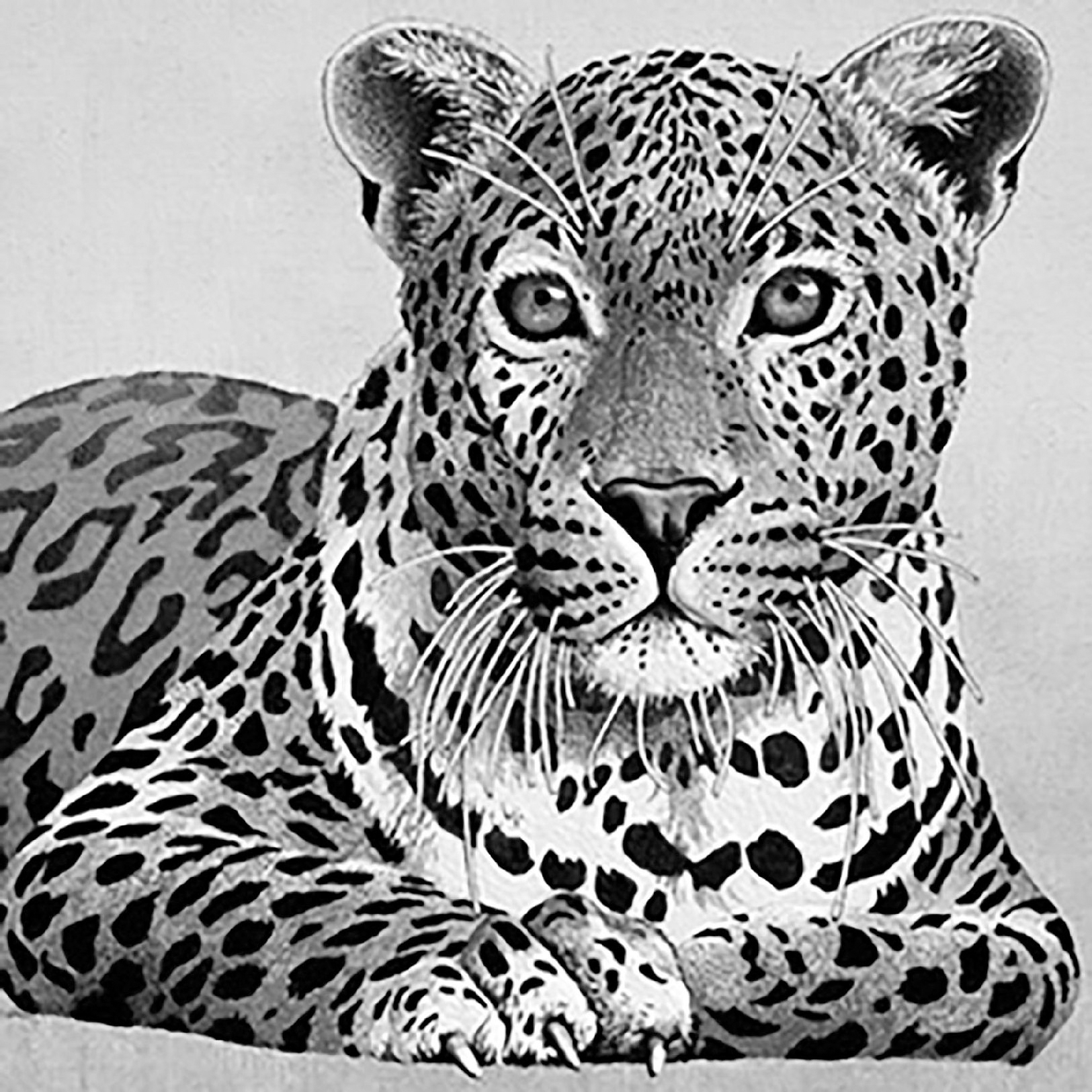 The African Leopard From a painting by Peter Le Vasseur Glossary Boss - photo 3