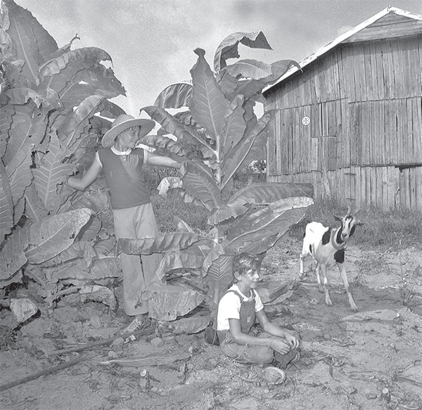 Two boys and a goat enjoy a break from tobacco in Greene County Tennessee in - photo 3