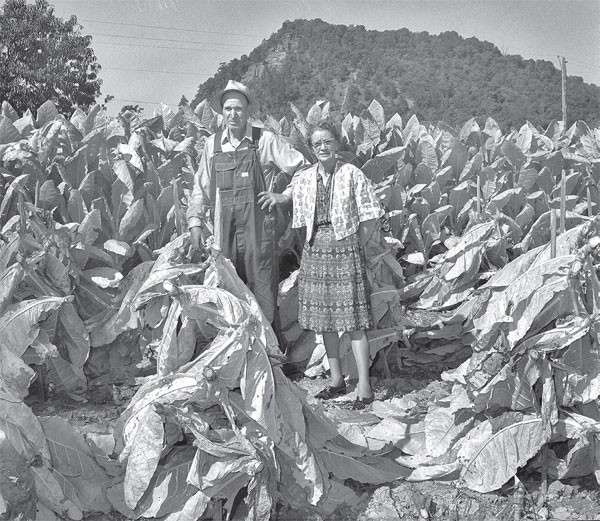 A burley-growing couple shows pride in a good crop in Greene County Tennessee - photo 4