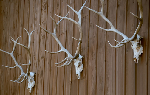 Trophy antlers are a prize to be cherished They serve as a fond reminder of - photo 7