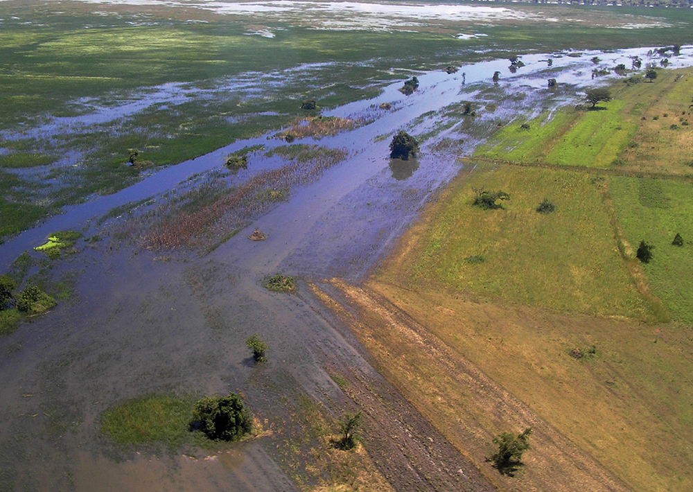 Flooding in Ugandas Teso subregion left fields waterlogged and ruined crops - photo 3