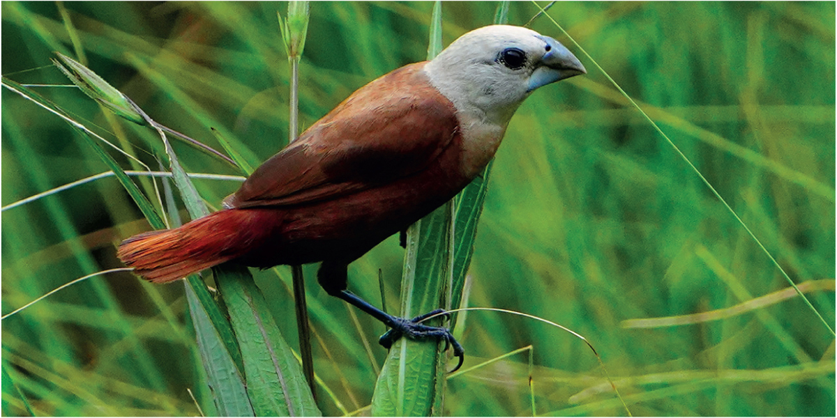 White-headed Munia The islands of the Lesser Antilles are renowned worldwide - photo 4