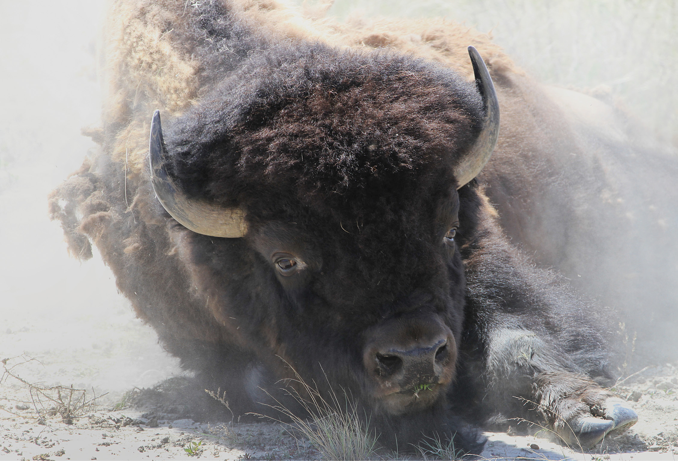 The Ecological Buffalo On the Trail of a Keystone Species Wes Olson and - photo 2