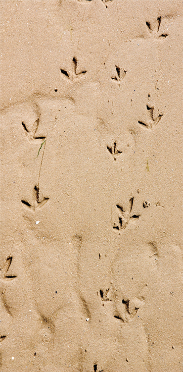 Sand is the perfect soft surface to see tracks such as these bird prints Why - photo 4