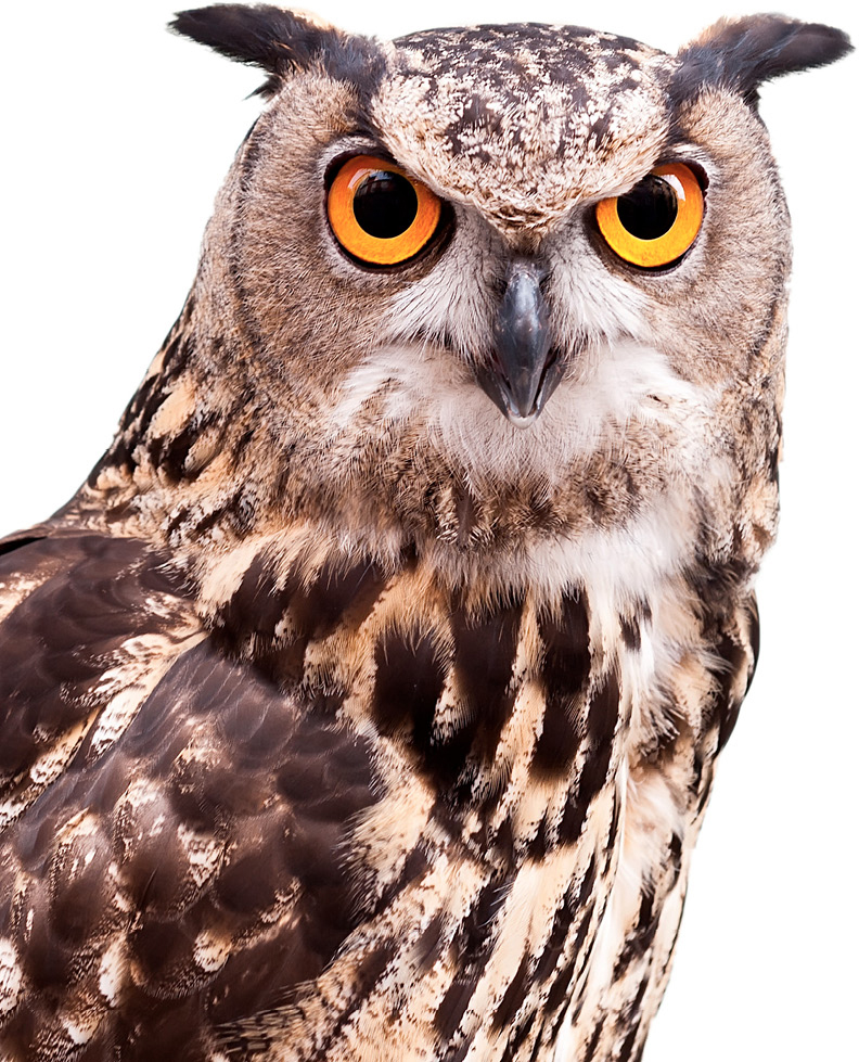 The sensory abilities of owls are fine-tuned to help them locate and target - photo 3