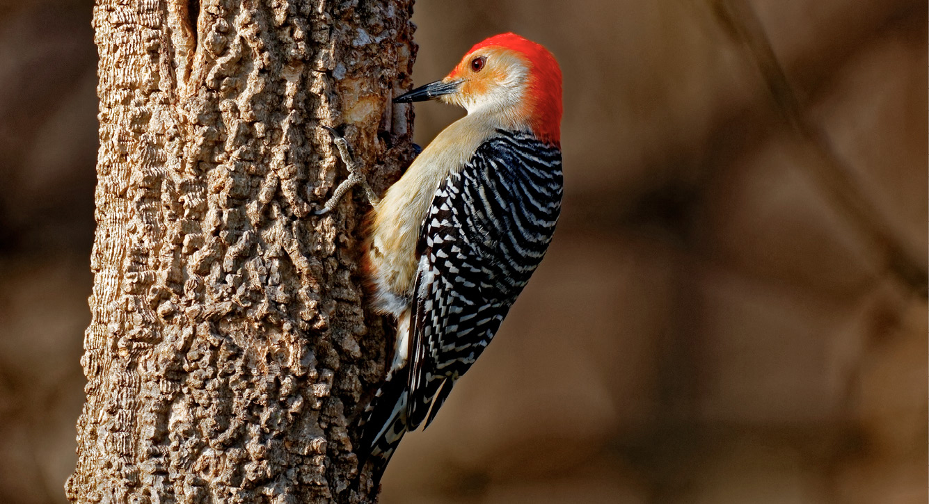 Woodpeckers skulls have exceptional built-in shock absorption to mitigate the - photo 5