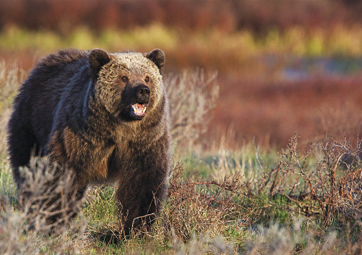 Grizzly bear Yellowstone National Park Shutterstock - photo 3