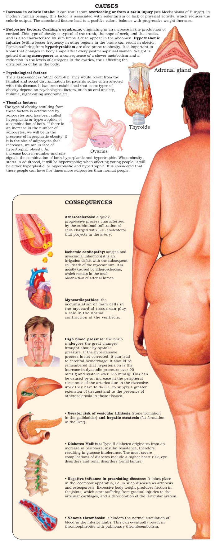 Obesity results from a positive caloric balance due both to excessive food - photo 17