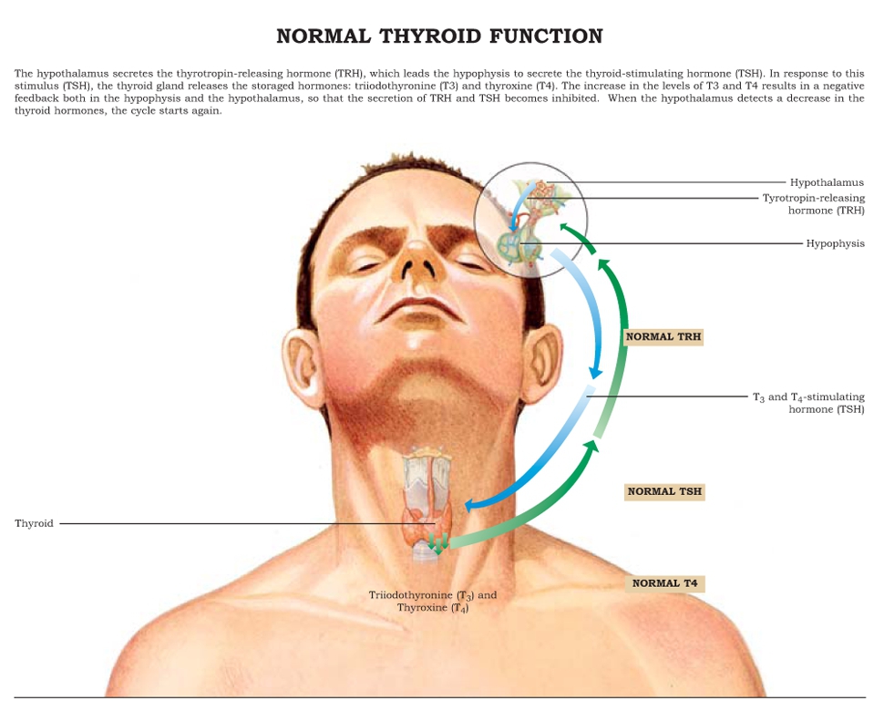 The increase in the levels of T3 and T4 results in a negative feedback both in - photo 20