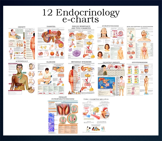 The First Edition of 12 Endocrinology e-charts These Anatomical - photo 3