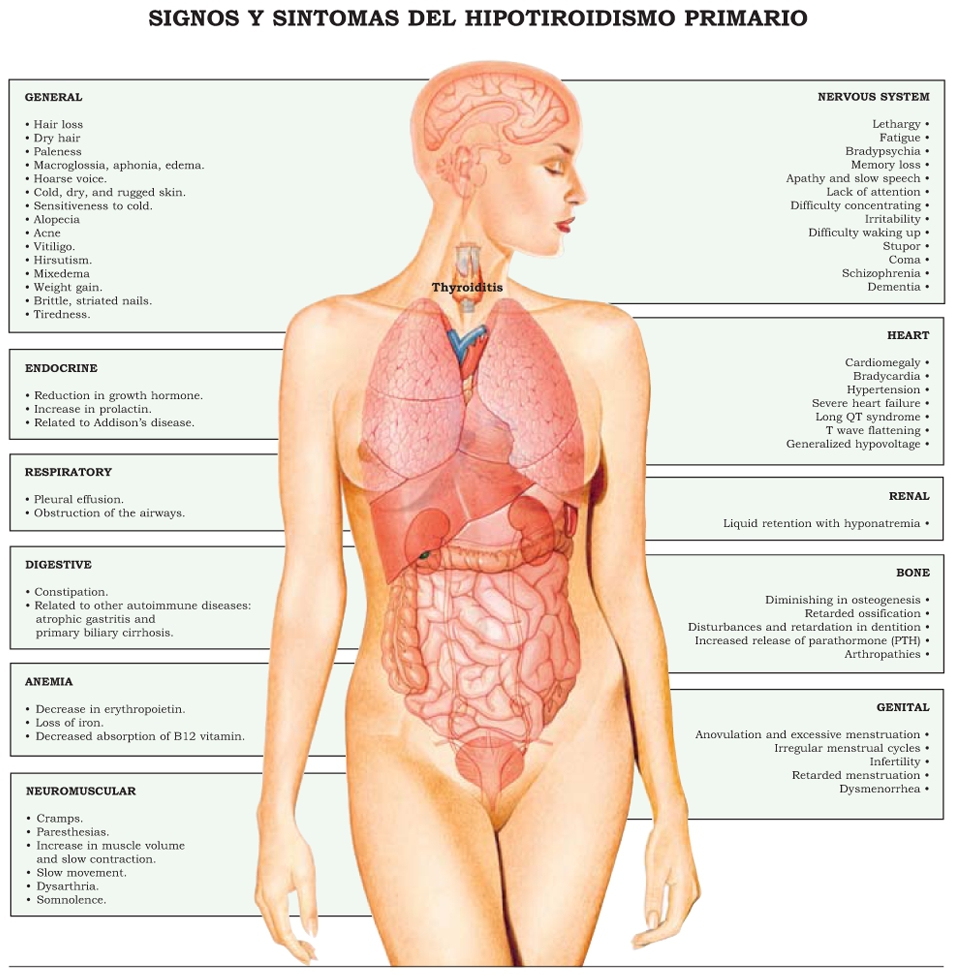 The increase in the levels of T3 and T4 results in a negative feedback both in - photo 22