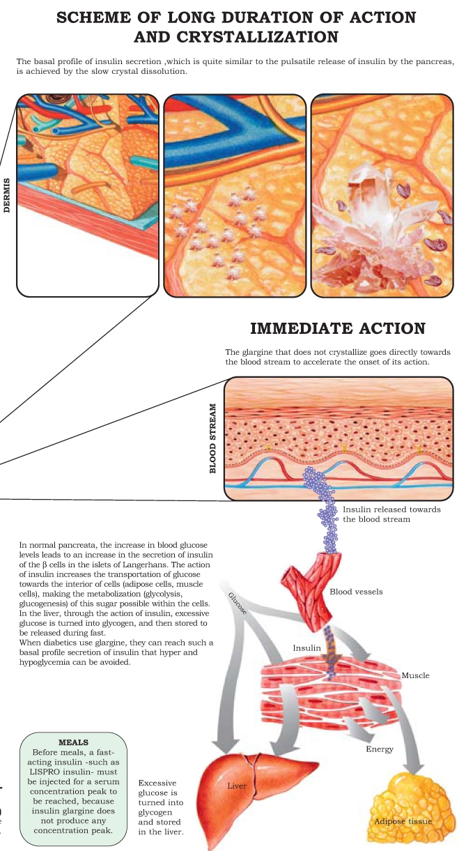 12 Endocrinology e-charts More than 200 images and tables - photo 9