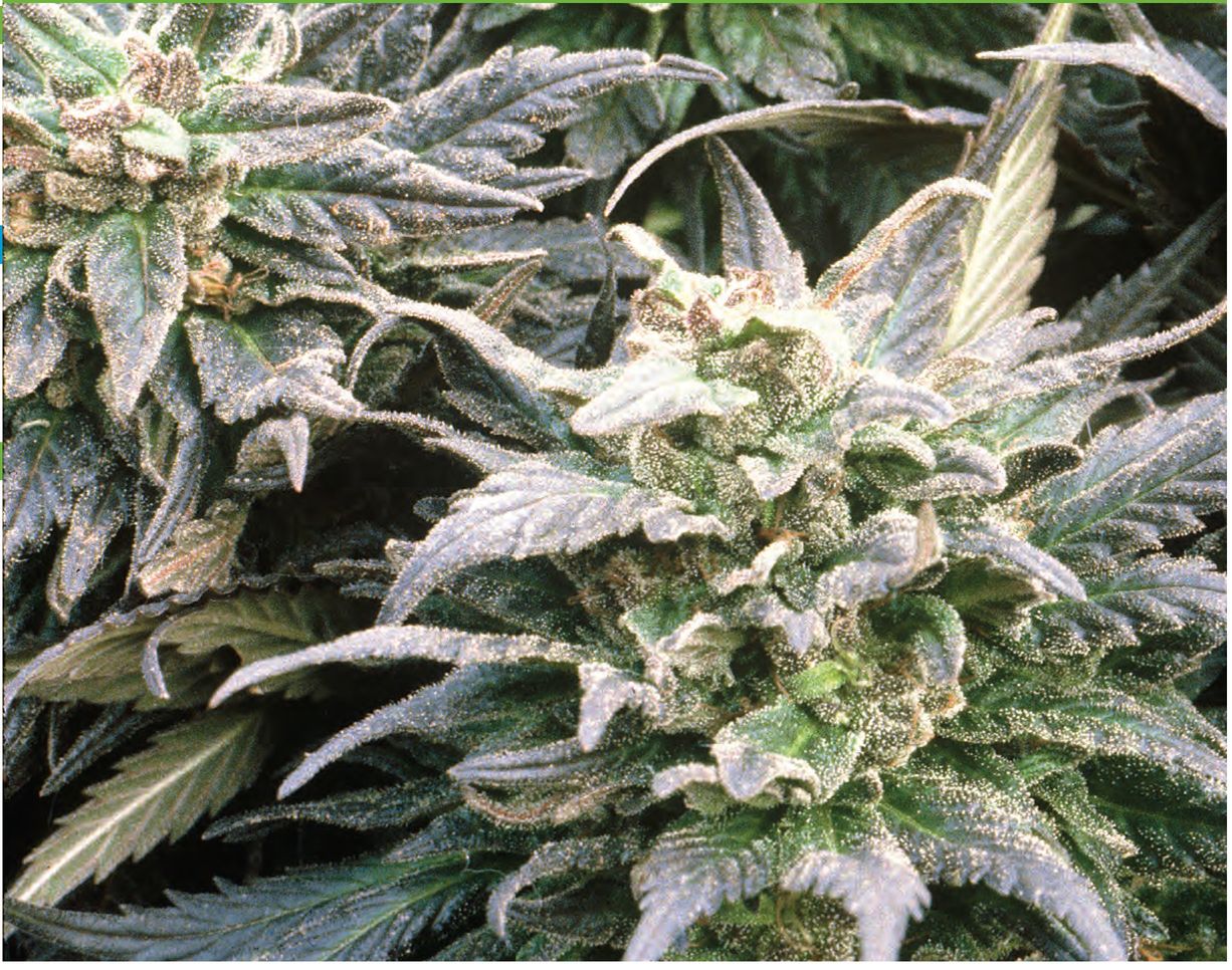 By Ed Rosenthal Researchers think that cannabis originated in the Himalayan - photo 4