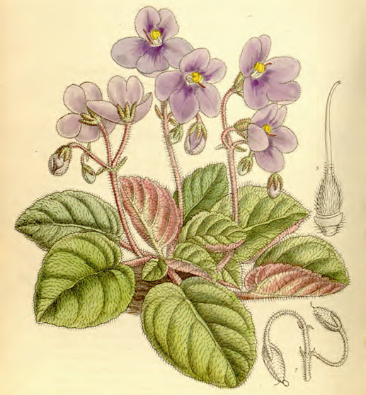 Perhaps the ultimate house plant the African violet was changed profoundly by - photo 7