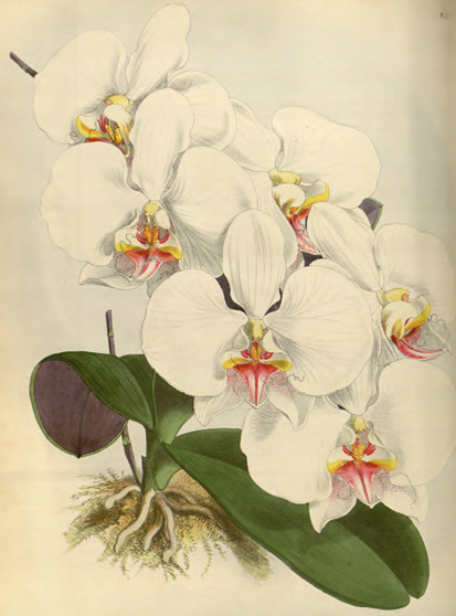 An investment in science changed the moth orchid Phalaenopsis from expensive - photo 8