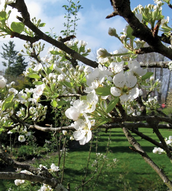 Fruit blossoms like these delicate flowers are a feast for the eyes in early - photo 2