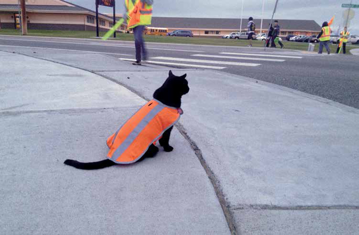 Some cats are street smart and know the exact moment to cross a busy street to - photo 5