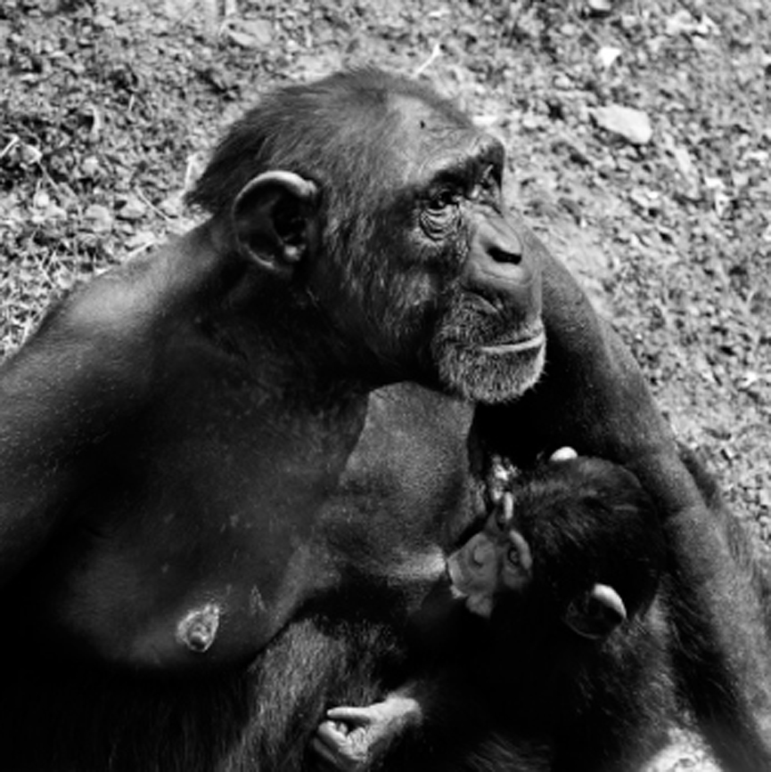 Chimp Fucks Frog