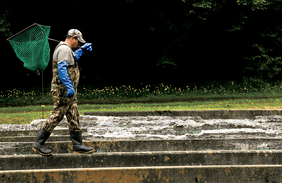 Sunburst Trout Farm Carolina Catch Cooking North Carolina Fish and - photo 2