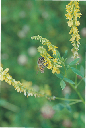 The Backyard Beekeeper An Absolute Beginners Guide to Keeping - photo 1