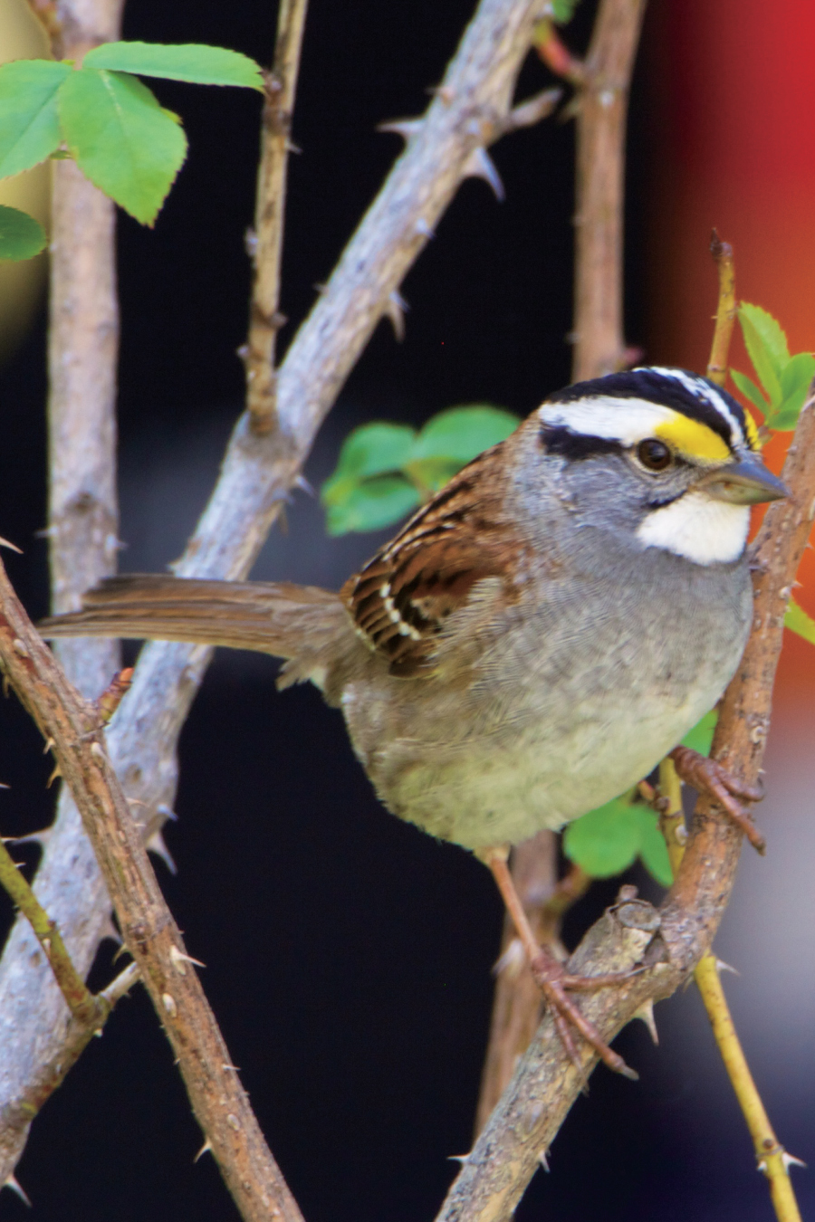 Fresh spring feathers make white-throated sparrows easy to spot 286 Backyard - photo 2